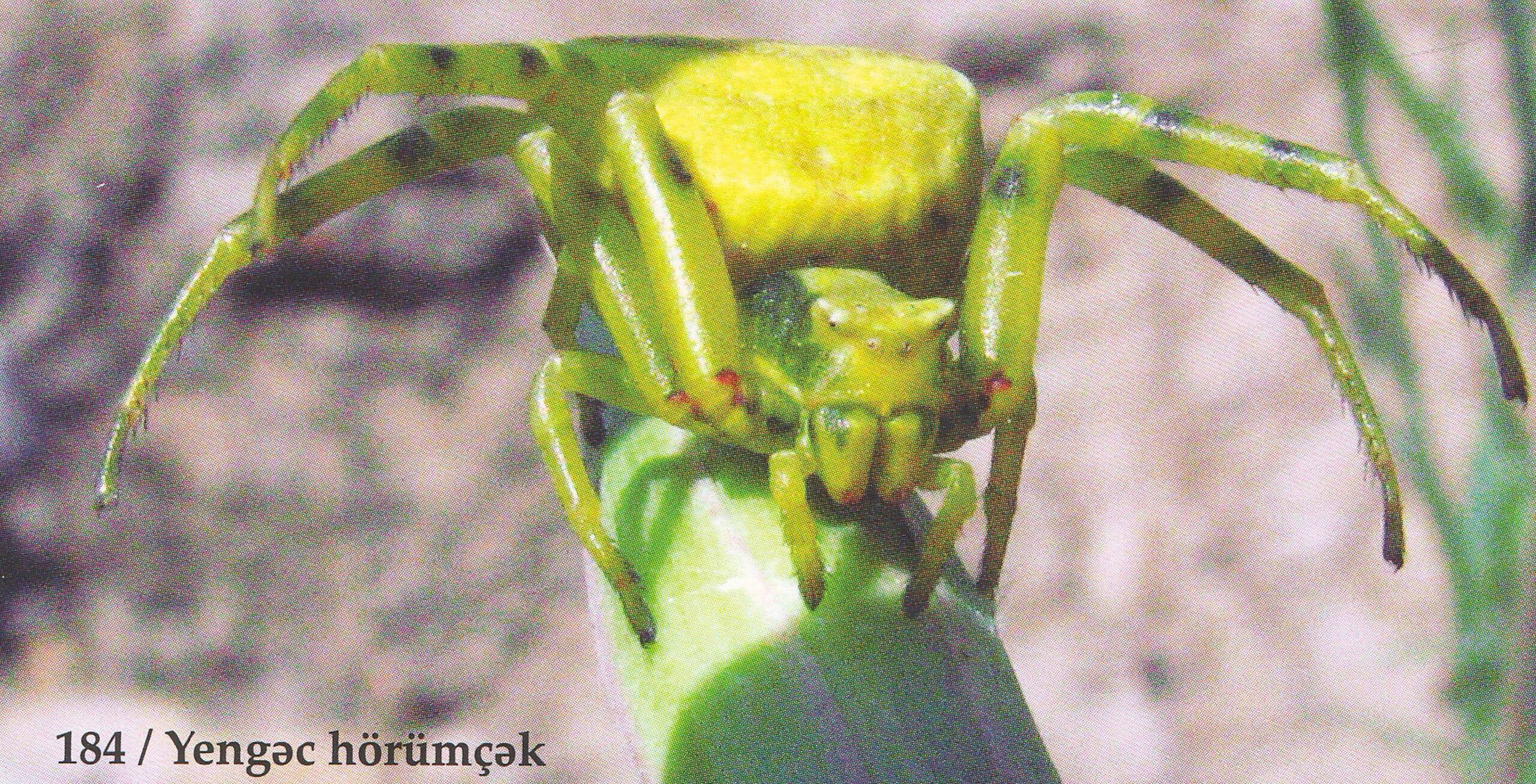 Kürdəmir Yengəc Hörümçəyi