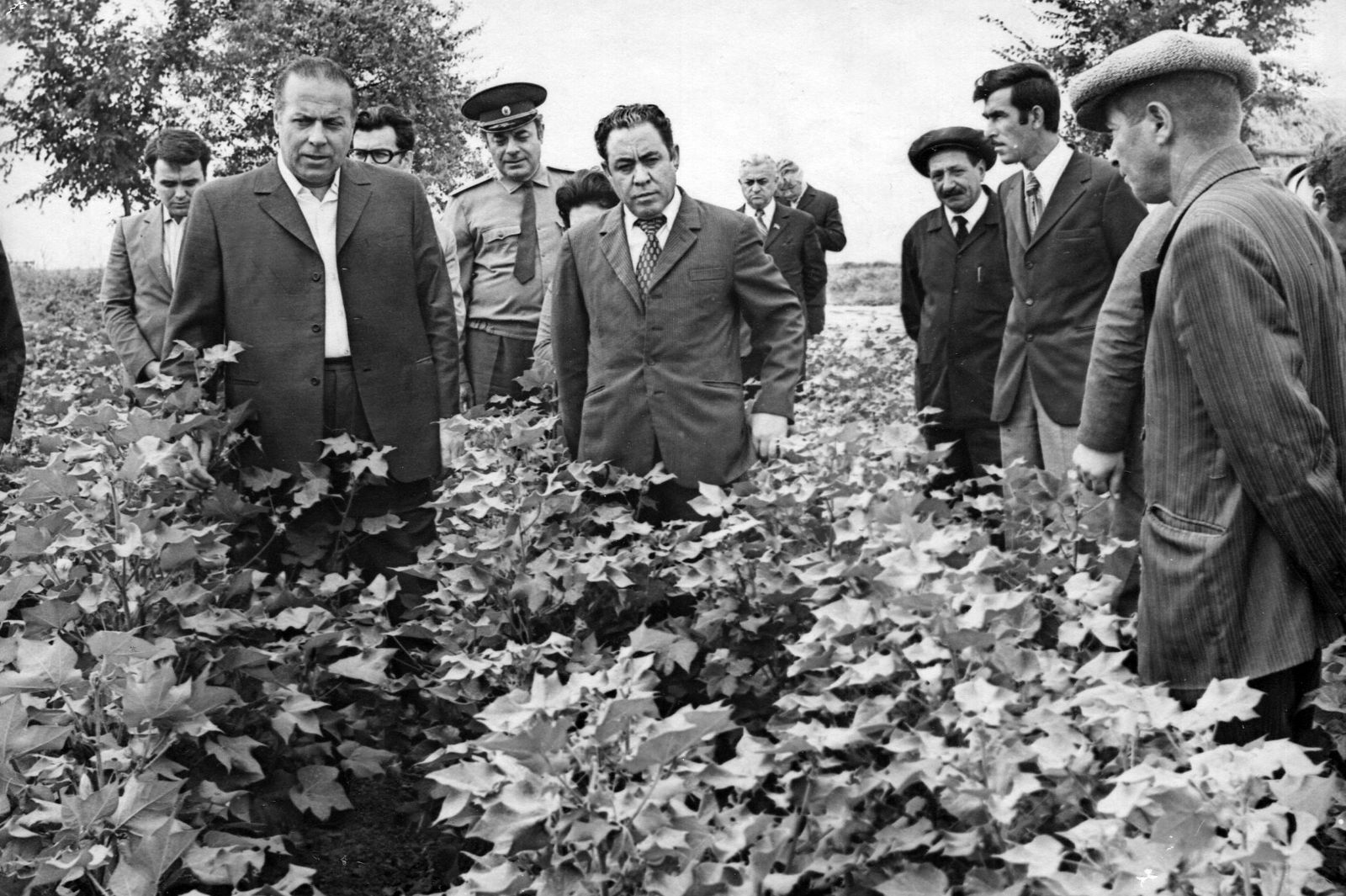 Ulu Öndər R.Axundov adına kolxozun pambıq tarlasında